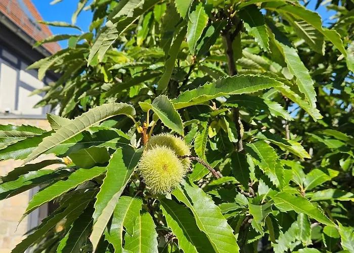 بيت للعطل Friedrichs Kleines Haus